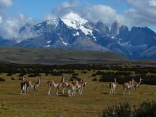 Sdamerika, Chile - Argentinien: Patagonien Intensiv - Guanakos vor dem Torres Massiv